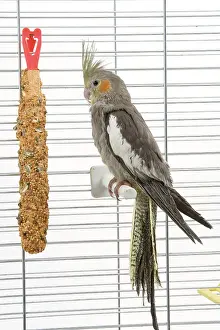 Cockatiels: Cockatiel - in cage