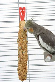 Cockatiels: Cockatiel - in cage feeding