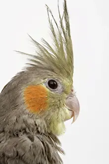 Cockatiels: Cockatiel - close-up of head and crest