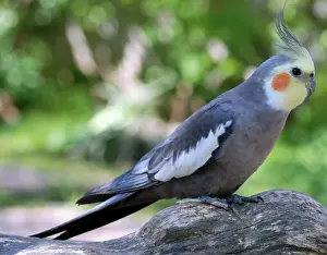 Nymphicus: Cockatiel on dead tree