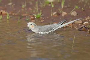 Nymphicus: Cockatiel - female drinking at Poison Creek waterhole