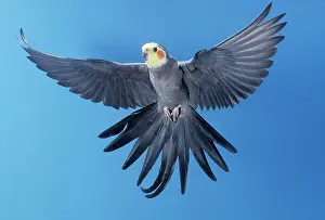 Aviary: COCKATIEL - in flight