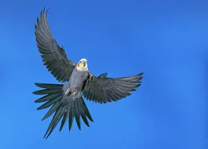 Nymphicus: COCKATIEL - in flight