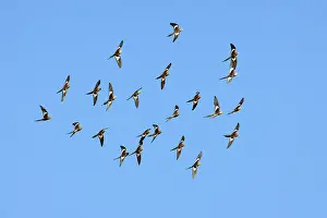 Nymphicus: Cockatiel - flock of cockatiels flies above a waterhole