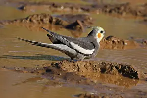 120618: Cockatiel male