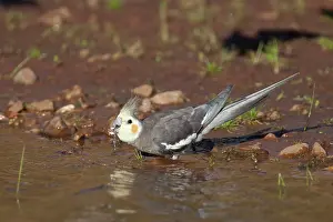 Nymphicus: Cockatiel - male drinking at Poison Creek waterhole