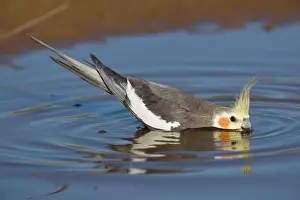 Nymphicus: Cockatiel - male drinking at pool