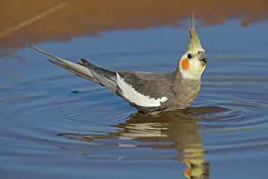 Nymphicus: Cockatiel - male drinking at pool