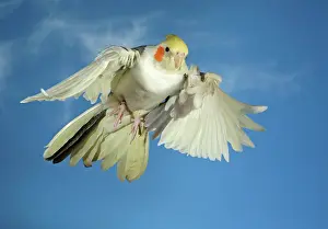 Cockatoo: Cockatiel (Nymphicus hollandicus) in flight SONY