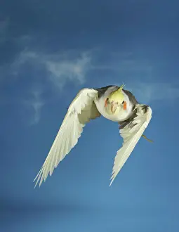 Cockatoo: Cockatiel (Nymphicus hollandicus) in flight SONY