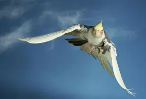 Cockatoo: Cockatiel (Nymphicus hollandicus) in flight SONY