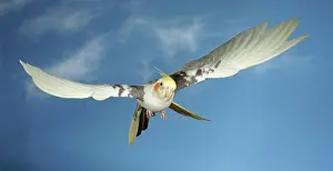Cockatoo: Cockatiel (Nymphicus hollandicus) in flight SONY