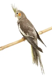 Cockatiels: Cockatiel - on perch