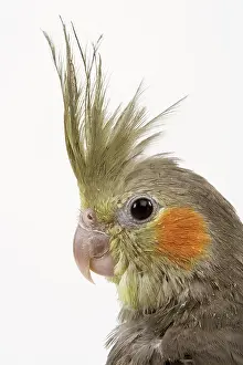 Cockatiels: Cockatiel - on perch