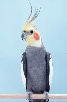 Cockatiels: COCKATIEL - On Perch