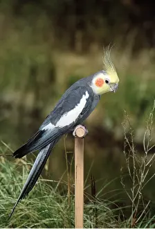 Cockatiels: COCKATIEL - on perch