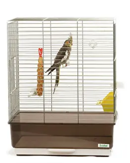 Cockatiels: Cockatiel - on perch in cage