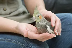 Owners: Cockatiel - perched on owner's hand