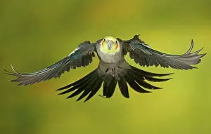 Room: Cockatiel, also quarrion or weiro (Nymphicus hollandicus)