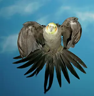 Room: Cockatiel, also quarrion or weiro (Nymphicus hollandicus)