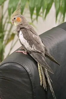 Sofas: Cockatiel - on back of sofa