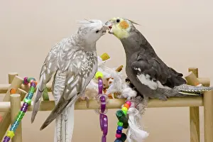 Dominance: Cockatiels Asserting Dominance