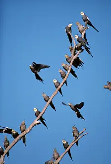 Nymphicus: COCKATIELS - male and female on branches and in flight