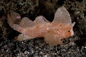 Straits: Cockatoo Waspfish