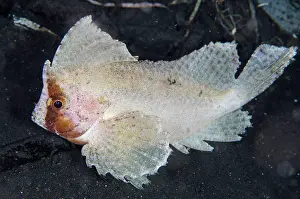 Taenianotus: Cockatoo Waspfish TK1 dive site, Lembeh Straits