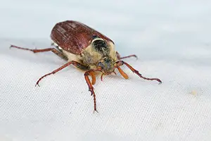 Cockchafer: Cockchafer