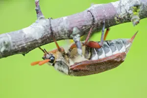 Lxe4n: Cockchafer
