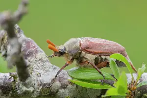 Lxe4n: Cockchafer