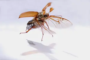 Cockchafer: Cockchafer