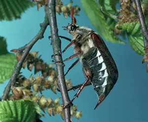 Cockchafer: Cockchafer beetle