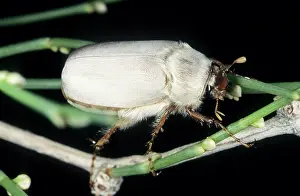 Kara: Cockchafer Beetle (close relative of May bug) -