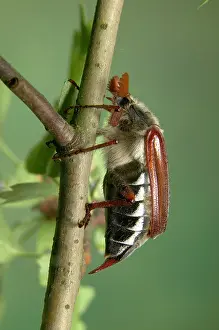 Cockchafer: Cockchafer - on a branch
