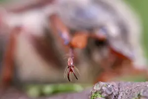 Clawed: Cockchafer Clawed Foot - Norfolk UK