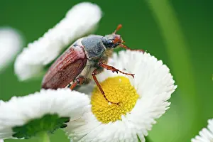 Chafer: Cockchafer on Daisy in garden - Germany (Melolontha