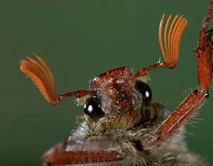 Antennas: Cockchafer - eyes and antennas