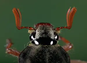 Antennas: Cockchafer - eyes and antennas