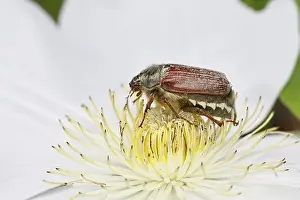 Bugs: Cockchafer, field cockchafer (Melolontha melolontha)