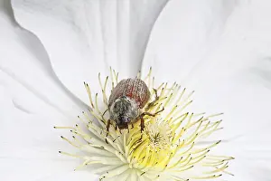 Bugs: Cockchafer, field cockchafer (Melolontha melolontha)