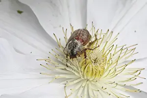 Bugs: Cockchafer, field cockchafer (Melolontha melolontha)