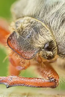 960521: Cockchafer - head and eyes