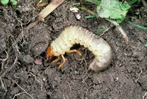 Grub: Cockchafer Larva - in soil