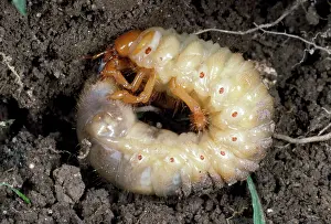 Grub: Cockchafer Larva - in soil