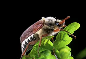 Chafer: Cockchafer / May Beetle