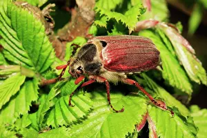 Cockchafer: Cockchafer / May Beetle - resting on twig