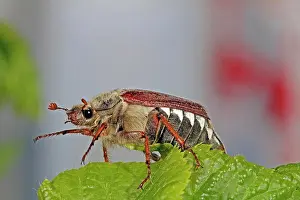 Cockchafer: Cockchafer (Melolontha)