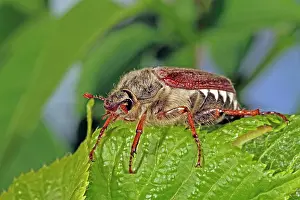 Cockchafer: Cockchafer (Melolontha)